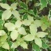 Bonte Kornoelje (Cornus Kousa 'Samaritan') -Groene Wereld cornus kousa samakatin