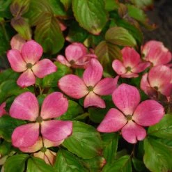 Kornoelje (Cornus Kousa 'Satomi Compact')