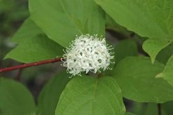 Kornoelje (Cornus Alba 'Sibirica')