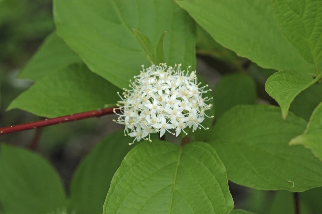 Reuzenkornoelje (Cornus Controversa) 4 Reuzenkornoelje (Cornus Controversa) - Afbeelding 2