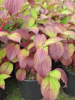 Kornoelje (Cornus Alba 'Sibirica') -Groene Wereld cornus alba sibirica 1