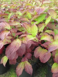 Kornoelje (Cornus Alba 'Sibirica') -Groene Wereld cornus alba sibirica 2