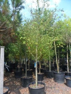 Kornoelje (Cornus Alternifolia) -Groene Wereld cornus alternifolia 18 20 c160