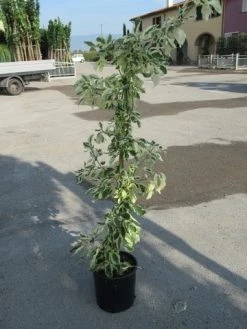 Kornoelje (Cornus Alternifolia 'Argentea') -Groene Wereld cornus alternifolia argentea