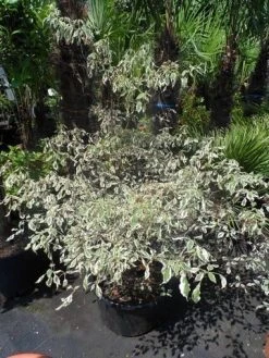 Kornoelje (Cornus Alternifolia 'Argentea') -Groene Wereld cornus alternifolia argentea 100 125 c25