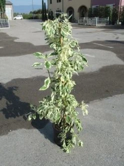 Kornoelje (Cornus Alternifolia 'Argentea') -Groene Wereld cornus alternifolia argentea 2