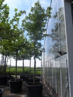 Reuzenkornoelje (Cornus Controversa) 10 Reuzenkornoelje (Cornus Controversa) -Groene Wereld cornus controversa 20 25ho c350