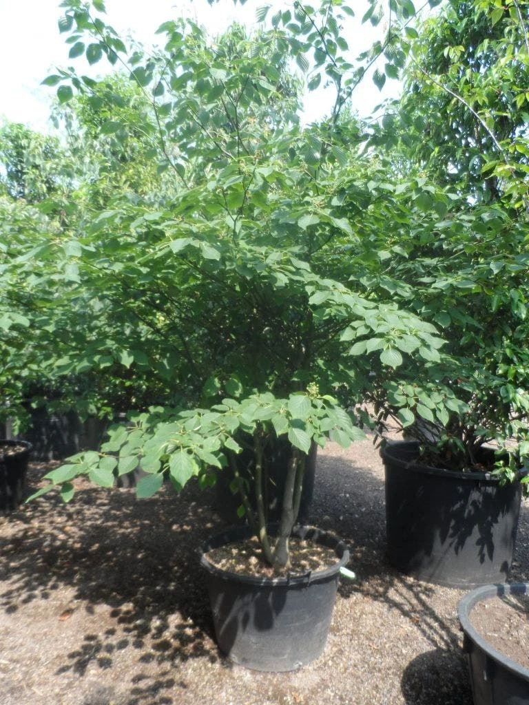 Reuzenkornoelje (Cornus Controversa) 3 Reuzenkornoelje (Cornus Controversa)