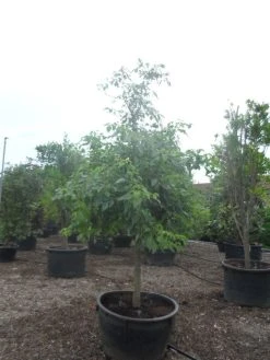 Reuzenkornoelje (Cornus Controversa) 11 Reuzenkornoelje (Cornus Controversa) -Groene Wereld cornus controversa halfstam c500