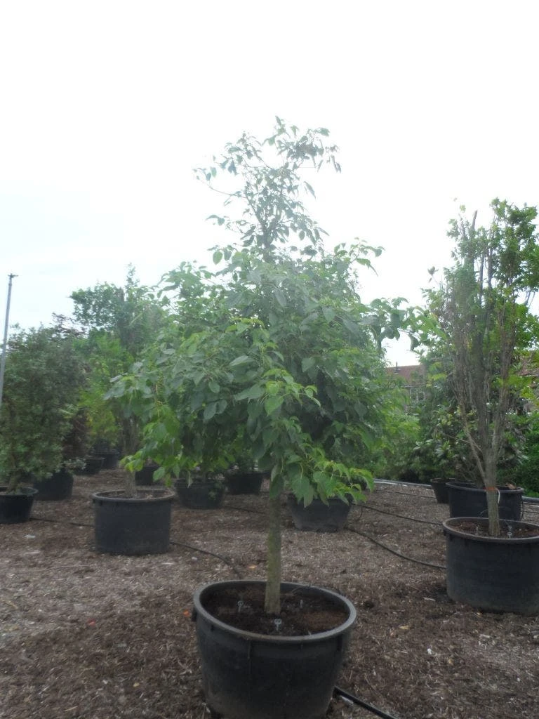 Reuzenkornoelje (Cornus Controversa) 7 Reuzenkornoelje (Cornus Controversa) - Afbeelding 5