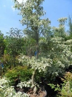 Reuzenkornoelje (Cornus Controversa 'Variegata') -Groene Wereld cornus controversa variegata 175 200 250
