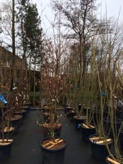 Reuzenkornoelje (Cornus Controversa 'Variegata') -Groene Wereld cornus controversa variegata 2