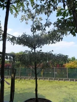 Reuzenkornoelje (Cornus Controversa 'Variegata') -Groene Wereld cornus controversa variegata 250 300 c285