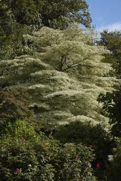 Reuzenkornoelje (Cornus Controversa 'Variegata') -Groene Wereld cornus controversa variegata 2 1