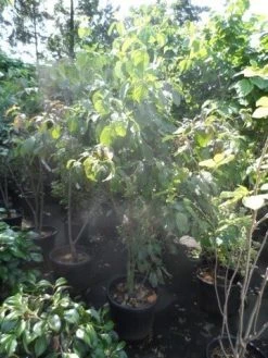 Veelbloemige Kornoelje (Cornus Florida 'Cloud Nine') 10 Veelbloemige Kornoelje (Cornus Florida 'Cloud Nine') -Groene Wereld cornus florida 150 175 200 c50 1