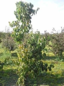 Veelbloemige Kornoelje (Cornus Florida 'Cloud Nine') 11 Veelbloemige Kornoelje (Cornus Florida 'Cloud Nine') -Groene Wereld cornus florida 180 1