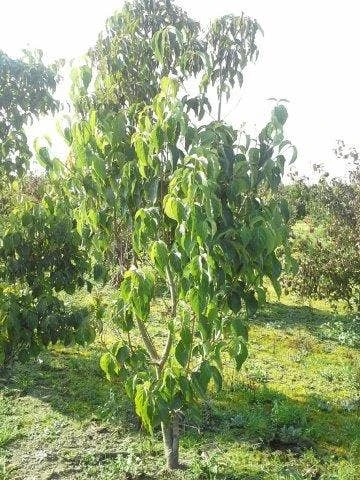 Veelbloemige Kornoelje (Cornus Florida 'Cloud Nine') 8 Veelbloemige Kornoelje (Cornus Florida 'Cloud Nine') - Afbeelding 6