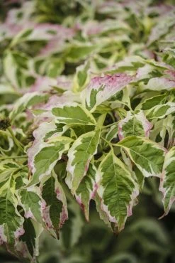 Kornoelje (Cornus Florida 'Cherokee Daybreak') 8 Kornoelje (Cornus Florida 'Cherokee Daybreak') -Groene Wereld cornus florida cherokee daybreak 1
