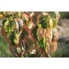 Kornoelje (Cornus Florida 'Rainbow') -Groene Wereld cornus florida rainbow01 1
