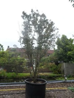 Amerikaanse Kornoelje (Cornus Florida 'Rubra') 17 Amerikaanse Kornoelje (Cornus Florida 'Rubra') -Groene Wereld cornus florida rubra 400 500 c750 1