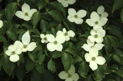 Japanse Kornoelje (Cornus Kousa)