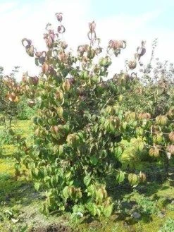 Kornoelje (Cornus Kousa 'China Girl') 25 Kornoelje (Cornus Kousa 'China Girl') -Groene Wereld cornus kousa 180 2