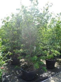 Kornoelje (Cornus Kousa 'China Girl') 26 Kornoelje (Cornus Kousa 'China Girl') -Groene Wereld cornus kousa china girl 200 250 c90