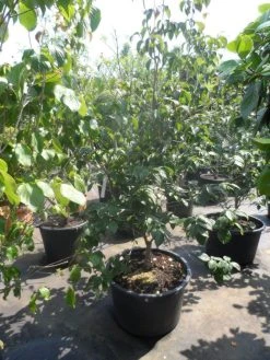 Japanse Kornoelje (Cornus Kousa) -Groene Wereld cornus kousa satomi 150 175 200