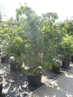 Japanse Kornoelje (Cornus Kousa) -Groene Wereld cornus kousa satomi 200 225
