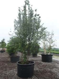 Gele Kornoelje (Cornus Mas) -Groene Wereld cornus mas 400 500 c750