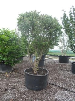 Gele Kornoelje (Cornus Mas) -Groene Wereld cornus mas ombrella c600