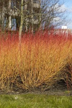 Kornoelje (Cornus Sanguinea 'Midwinter Fire') -Groene Wereld cornus sanguinea midwinter fire02
