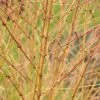 Kornoelje (Cornus Sanguinea 'Winter Beauty) -Groene Wereld cornus sanguinea winter beauty