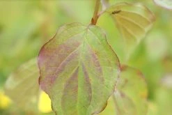 Kornoelje (Cornus Sanguinea 'Winter Beauty) 16 Kornoelje (Cornus Sanguinea 'Winter Beauty) -Groene Wereld cornus sanguinea winter beauty 1