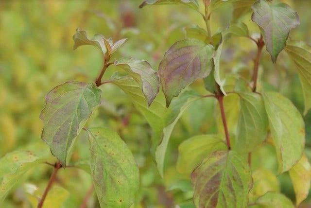 Kornoelje (Cornus Sanguinea 'Winter Beauty) 4 Kornoelje (Cornus Sanguinea 'Winter Beauty) - Afbeelding 2