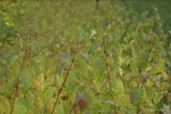 Kornoelje (Cornus Sanguinea 'Winter Beauty) 17 Kornoelje (Cornus Sanguinea 'Winter Beauty) -Groene Wereld cornus sanguinea winter beauty 3