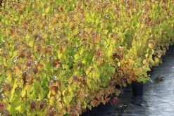 Kornoelje (Cornus Sanguinea 'Winter Beauty) 18 Kornoelje (Cornus Sanguinea 'Winter Beauty) -Groene Wereld cornus winter beauty 1