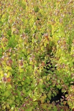 Kornoelje (Cornus Sanguinea 'Winter Beauty) 19 Kornoelje (Cornus Sanguinea 'Winter Beauty) -Groene Wereld cornus winter beauty 2