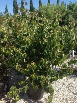 Japanse Kornoelje (Cornus Kousa 'Weisse Fontaine') 8 Japanse Kornoelje (Cornus Kousa 'Weisse Fontaine') -Groene Wereld cornuskousa125