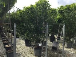 Japanse Kornoelje (Cornus Kousa 'Weisse Fontaine') 9 Japanse Kornoelje (Cornus Kousa 'Weisse Fontaine') -Groene Wereld cornuskousa175