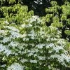 Meerstammige Kornoelje (Cornus Kousa 'Milky Way') -Groene Wereld cornuskousamilkyway01