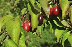 Gele Kornoelje (Cornus Mas) -Groene Wereld cornusmas vruchtv01 2