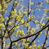 Gele Kornoelje (Cornus Mas) -Groene Wereld cornusmasv01 2