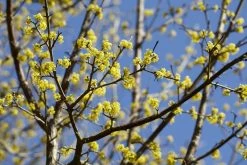 Gele Kornoelje (Cornus Mas)