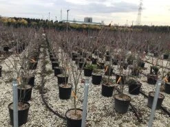 Kornoelje (Cornus Kousa 'Teutonia') -Groene Wereld cornusteutonia01