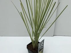 Dwerg Pampasgras (Cortaderia Selloana 'Mini Goldpampas') -Groene Wereld cortaderia mini goldpampas v2 1