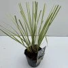 Dwerg Pampasgras (Cortaderia Selloana 'Mini Goldpampas') -Groene Wereld cortaderia mini goldpampas v211111