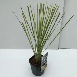 Dwerg Pampasgras (Cortaderia Selloana 'Mini Goldpampas') -Groene Wereld cortaderia mini goldpampas v2 1 1