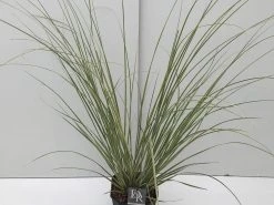 Dwerg Pampasgras (Cortaderia Selloana 'Mini Goldpampas') -Groene Wereld cortaderia mini goldpampas v5 1