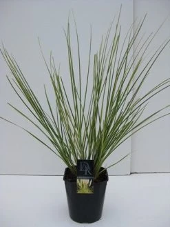 Dwerg Pampasgras (Cortaderia Selloana 'Mini Goldpampas') -Groene Wereld cortaderia mini goldpampas v5 1